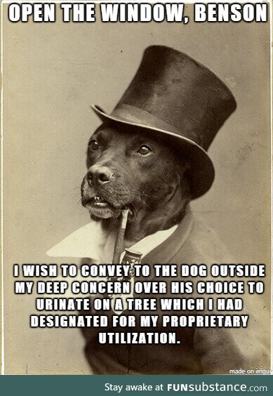 Old money dog