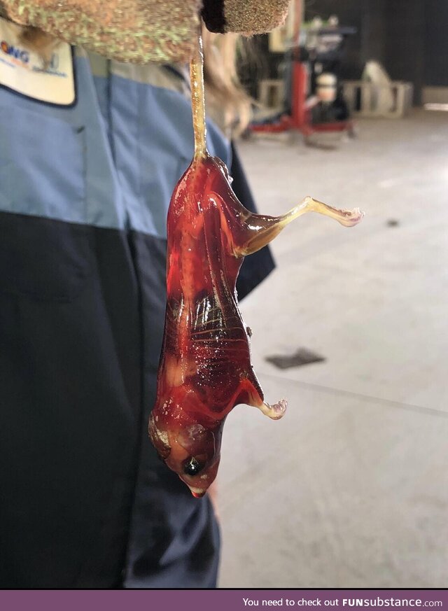 A mechanic discovered a mouse in a barrel of degreaser