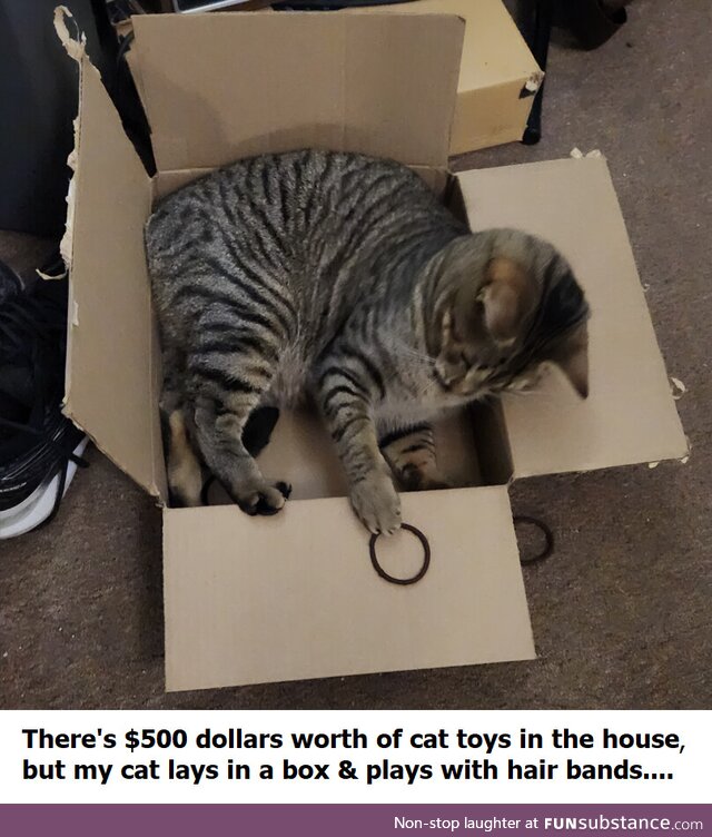 $500 dollars of cat toys