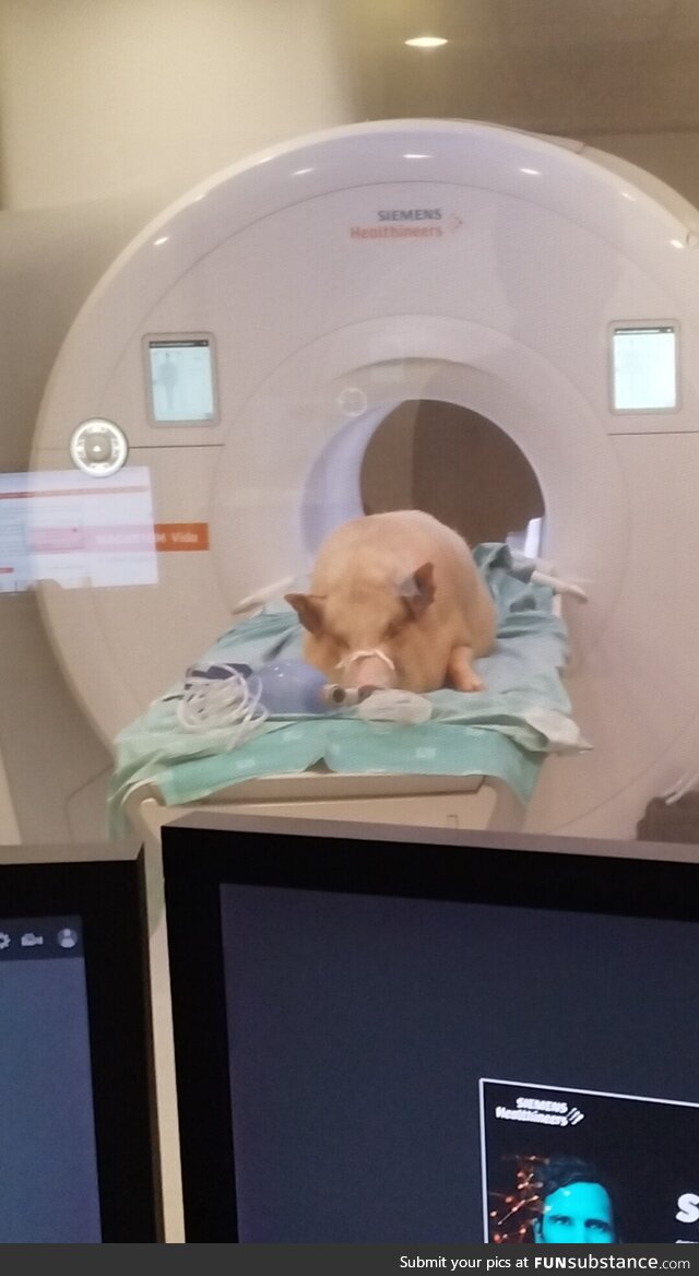 A pig in a human MRI machine (for some reason)