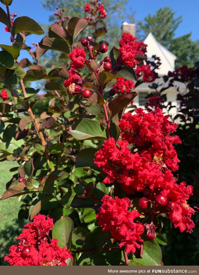 Nothing says goodbye to summer like a Crape Myrtle