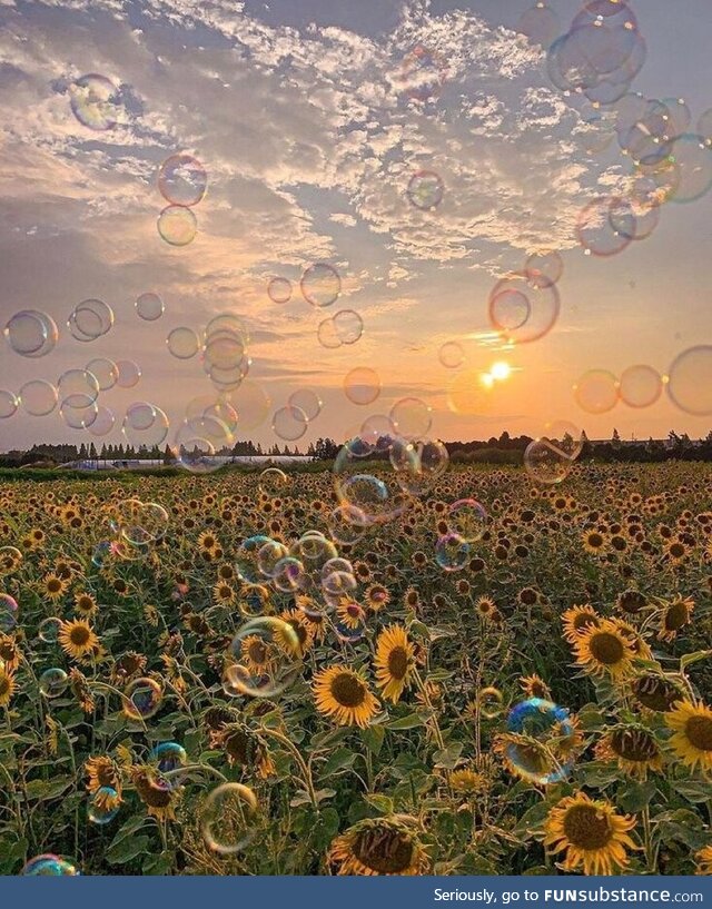 Sunflower field