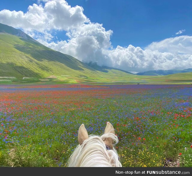 Flowering meadows on horseback in Pian Grande, Italy