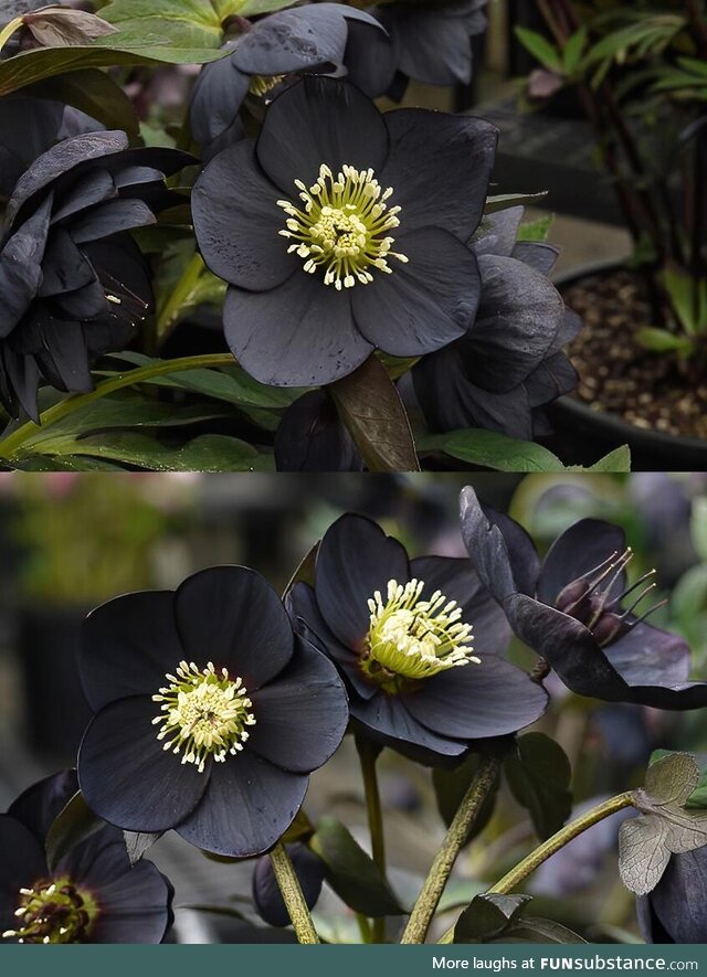 The stunning helleborus black beauty