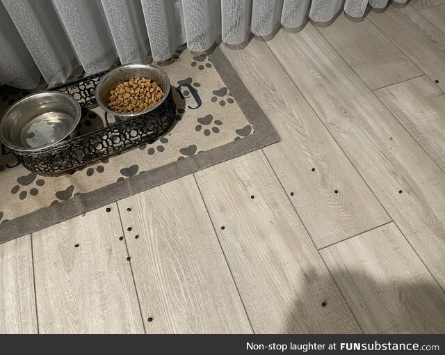 Anyone’s dog do this? He purposely filters out the black kibble parts and spits them on
