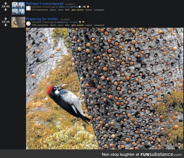 bird