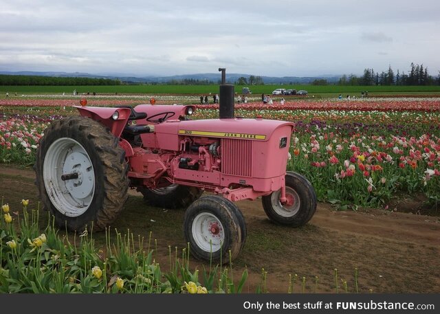 I’m tired of seeing political post here. I give you pink tractor at Wooden Shoe Tulip
