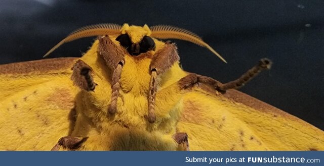 Moth friend