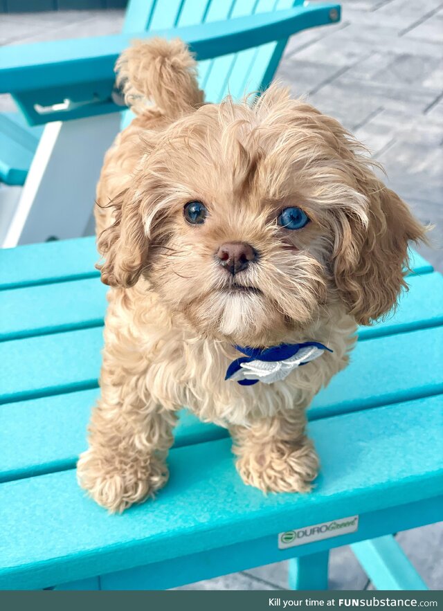 [OC] Meet Koda, our new 8 week old Cavapoo