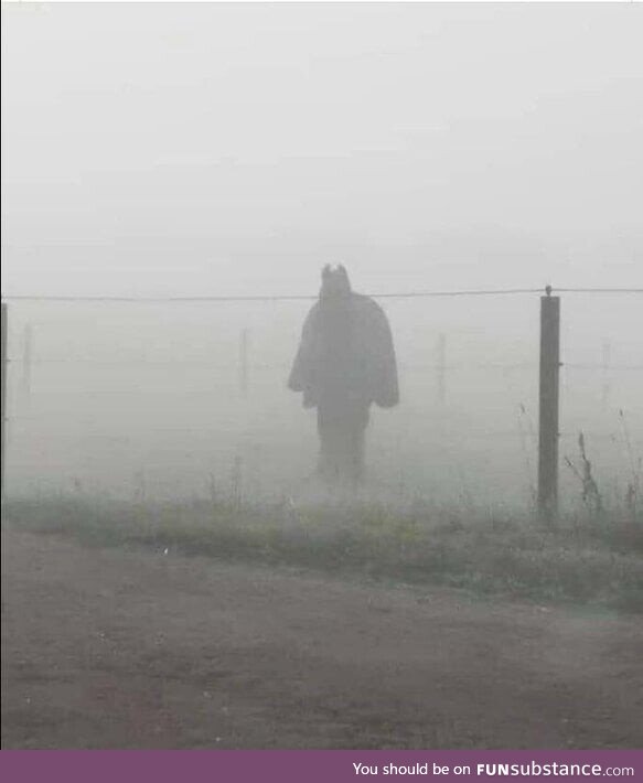 This horse looks like Batman standing in the fog