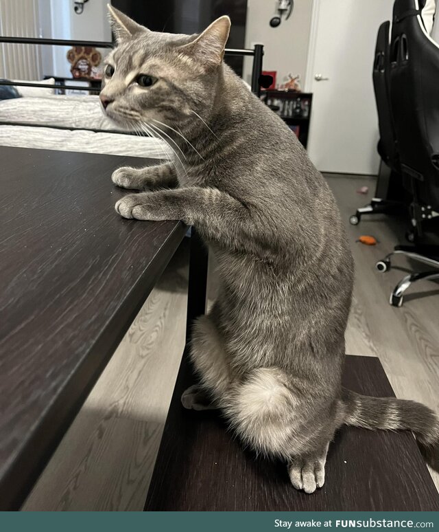 IceCream sitting like a person definitely makes me laugh