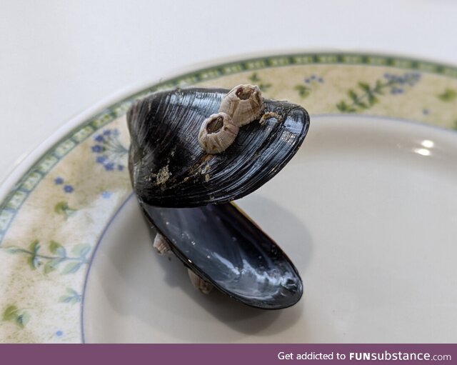 I stumbled upon a Cookie Monster in a mussel