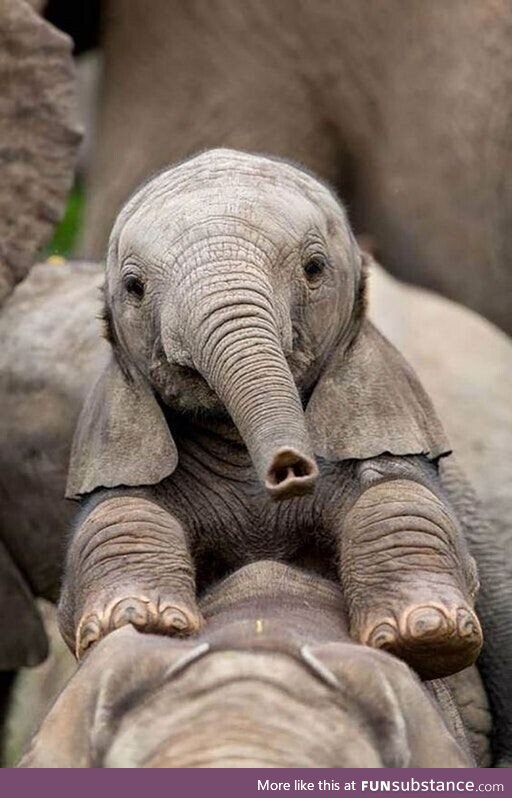 ** Look at the nose, it's an upsidedown heart 