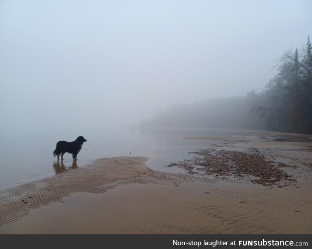 Man's best friend