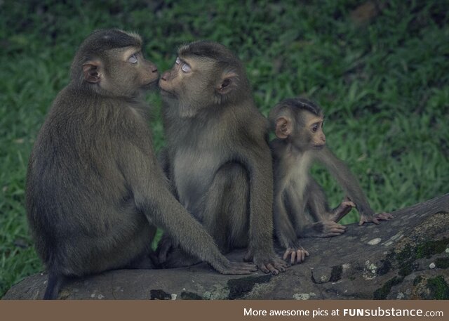 A macaque family [oc]