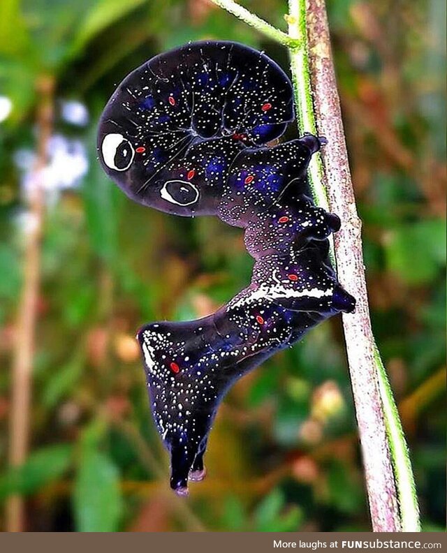 Cosmic caterpillar: The pacific fruit piercing moth