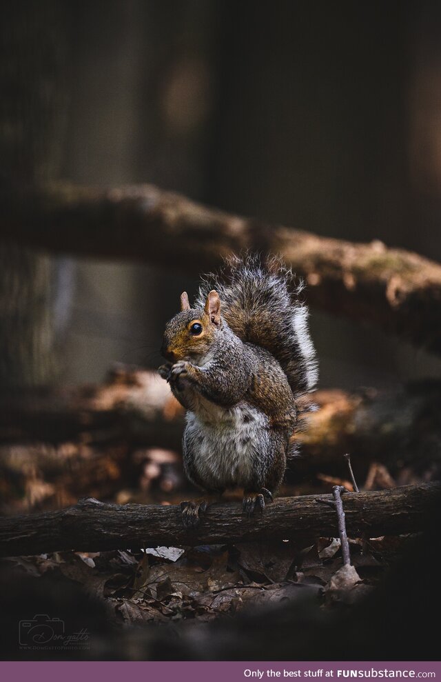 [OC] Didn't see any deer today, but I captured a ridiculously photogenic squirrel