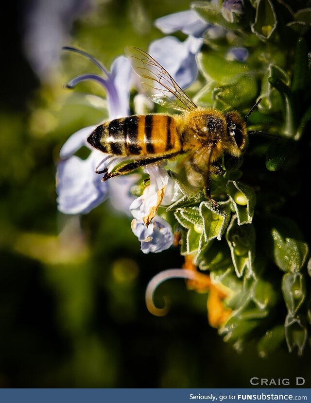 Honey bee in Southern California in the winter [oc]
