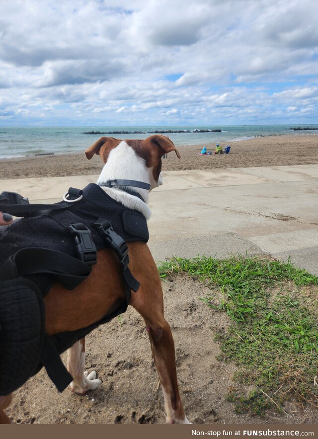 I drove my special needs dog 3 hours to the lake to dig in the sand, he stood up to watch