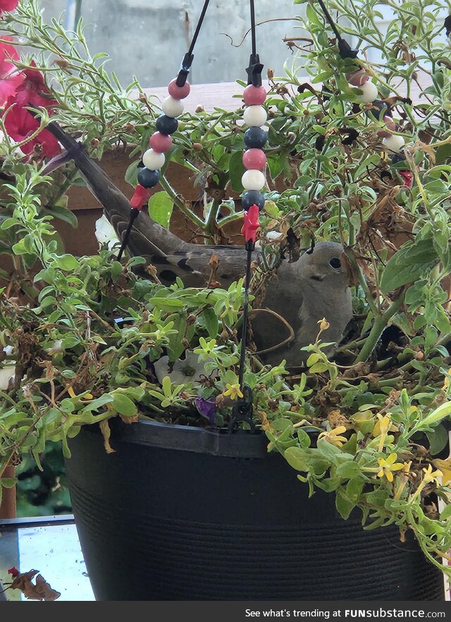[OC] Mourning Dove incubating it's two eggs on my back porch