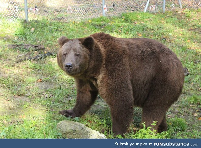 "Bakhmut the Bear" He was abandoned by his owner but Ukrainian soldiers safely evacuated