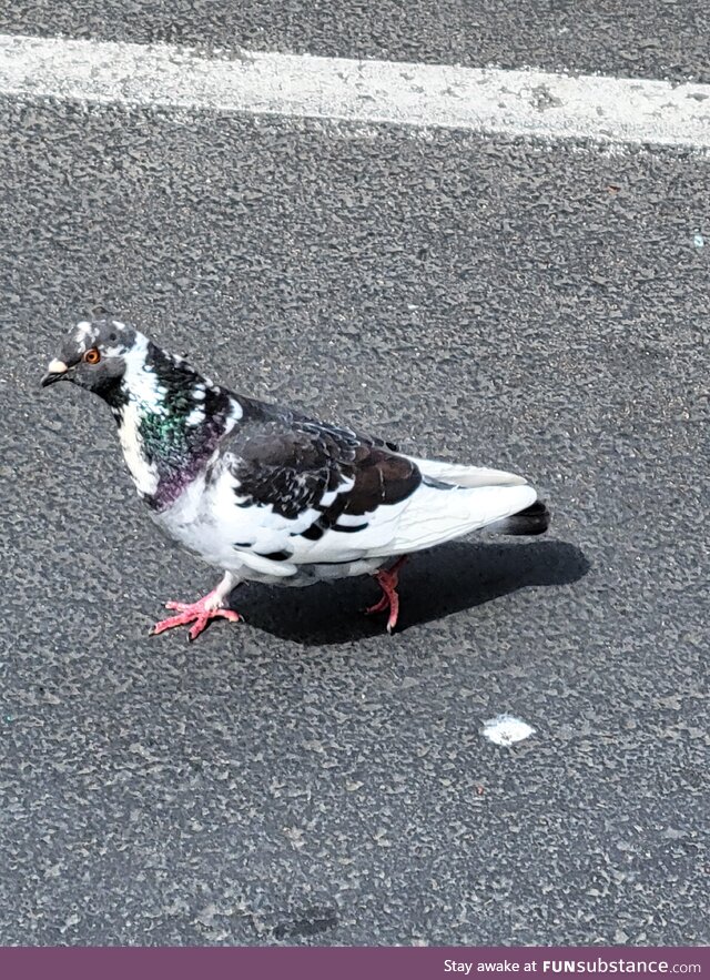[oc] dope ass pigeon