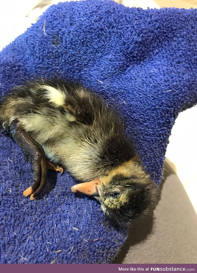 [OC] our family had a new arrival join us today