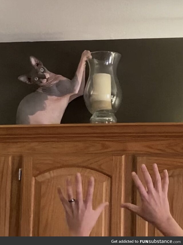 Our cat learned how to get on top of the cabinets.