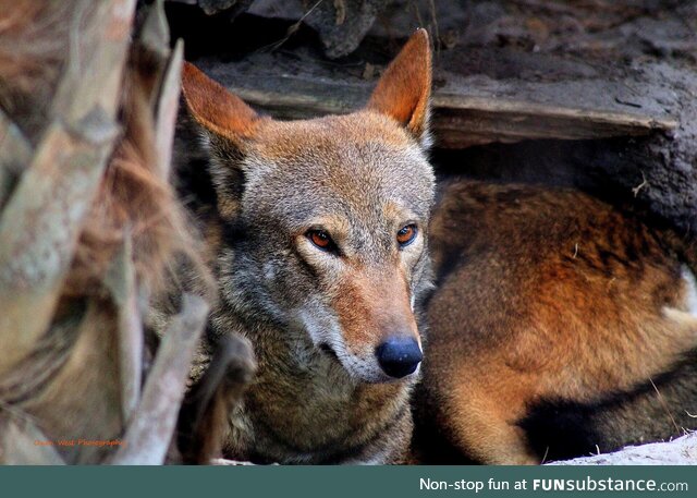 [oc] red wolf