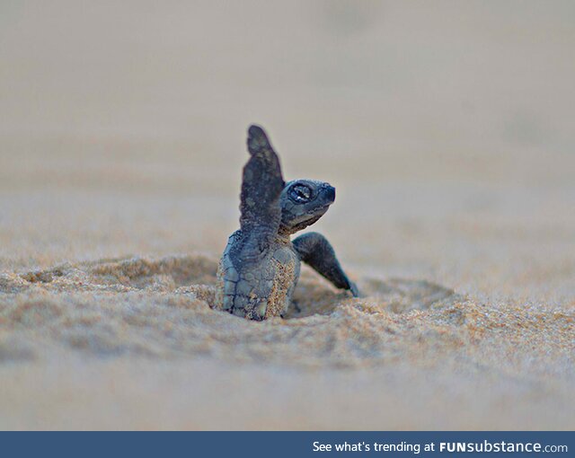 The Undertaker turtle says Hiiiii