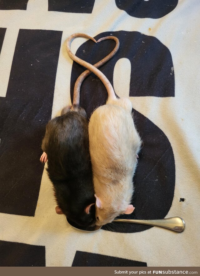 Our rats, Tobiko and Wasabi Bobbi, sharing a spoonful of applesauce!