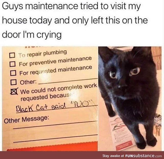 Black cat said no