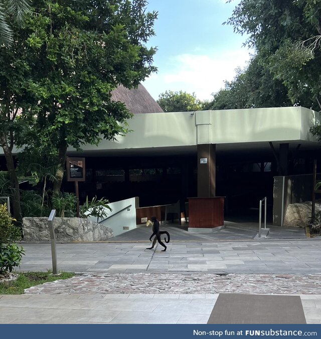 Monkey on his way to work