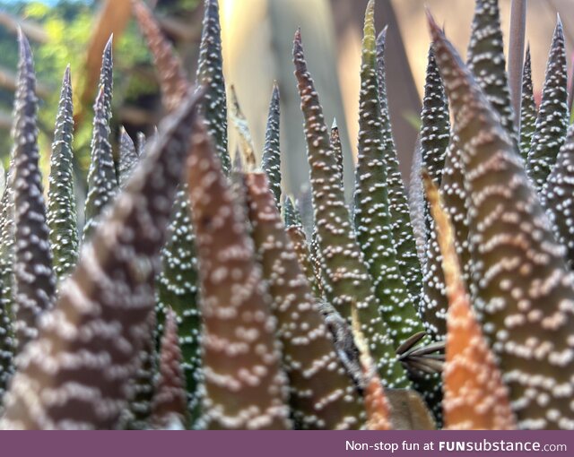 Fascinated by these succulents at close up, looking like a fantasy land of pointy trees