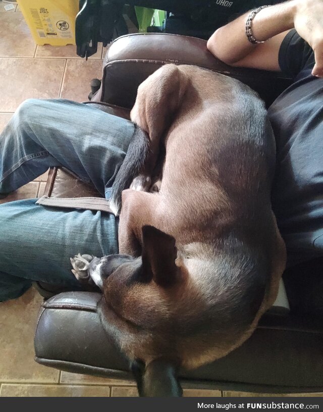 Dad keeps saying she's not a lap dog. THE LAP DOG SAYS OTHERWISE