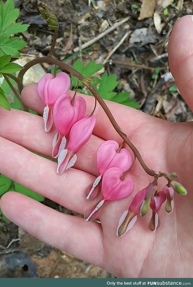 Happy Valentine's Day (OC)