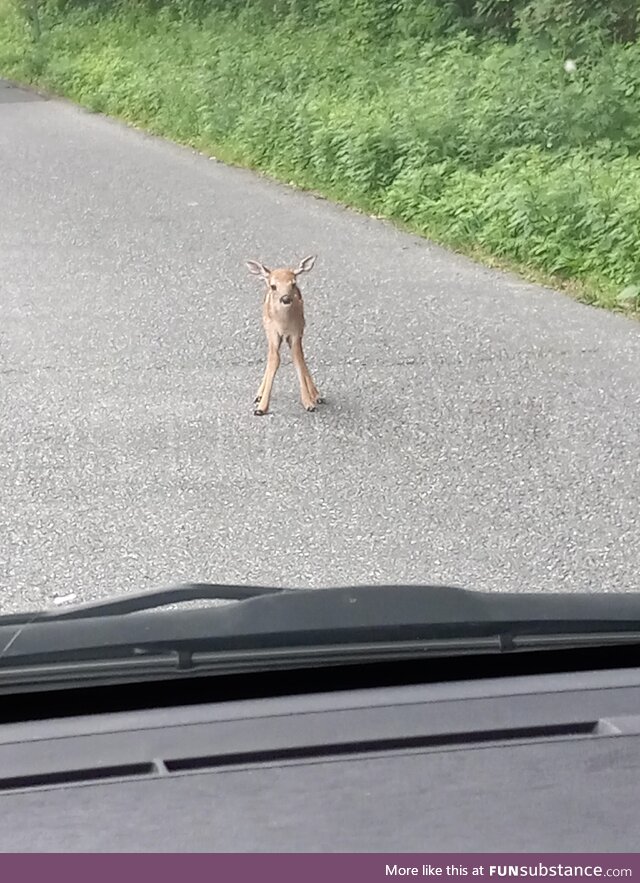 Saw the tinniest baby deer this morning (beeped until he ran into woods)