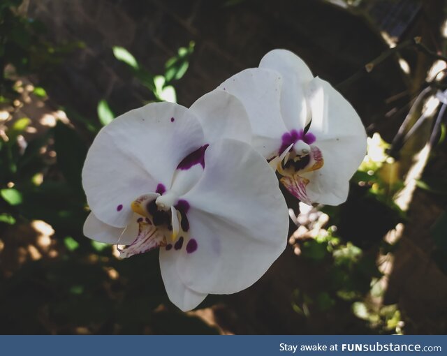 [oc], Moth orchid