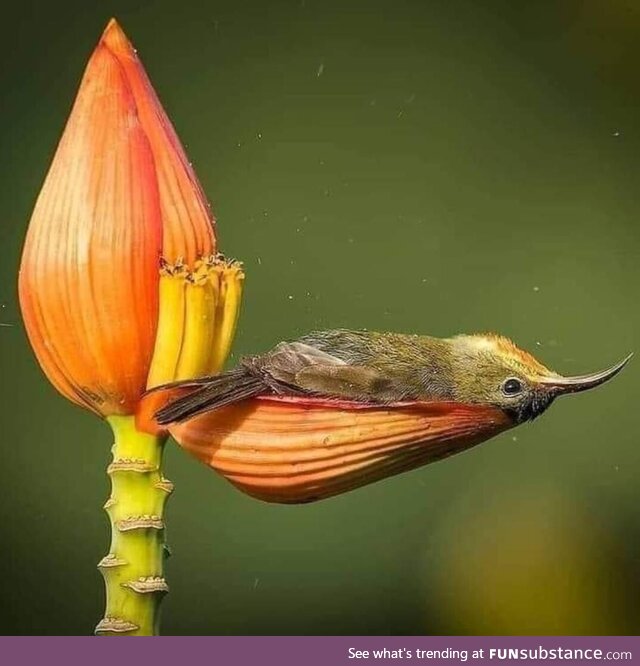 Bird resting on flower