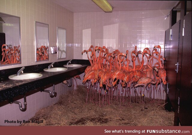 Flamingos huddled together in the bathroom at Miami Zoo during Hurricane Andrew