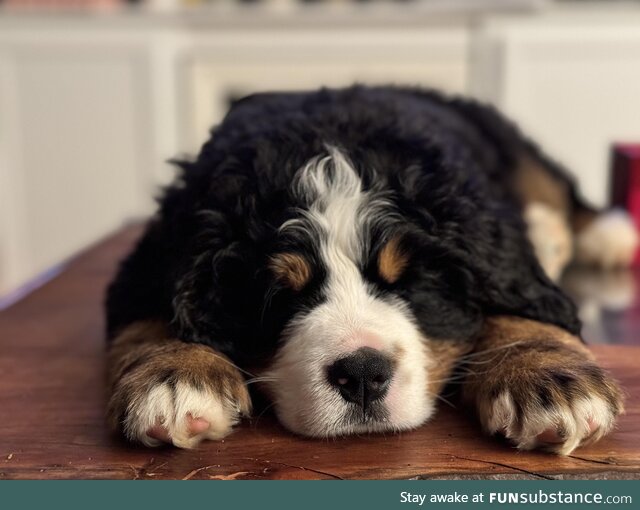 Our new pupper sleeping on the coffee table. His name is Hugo