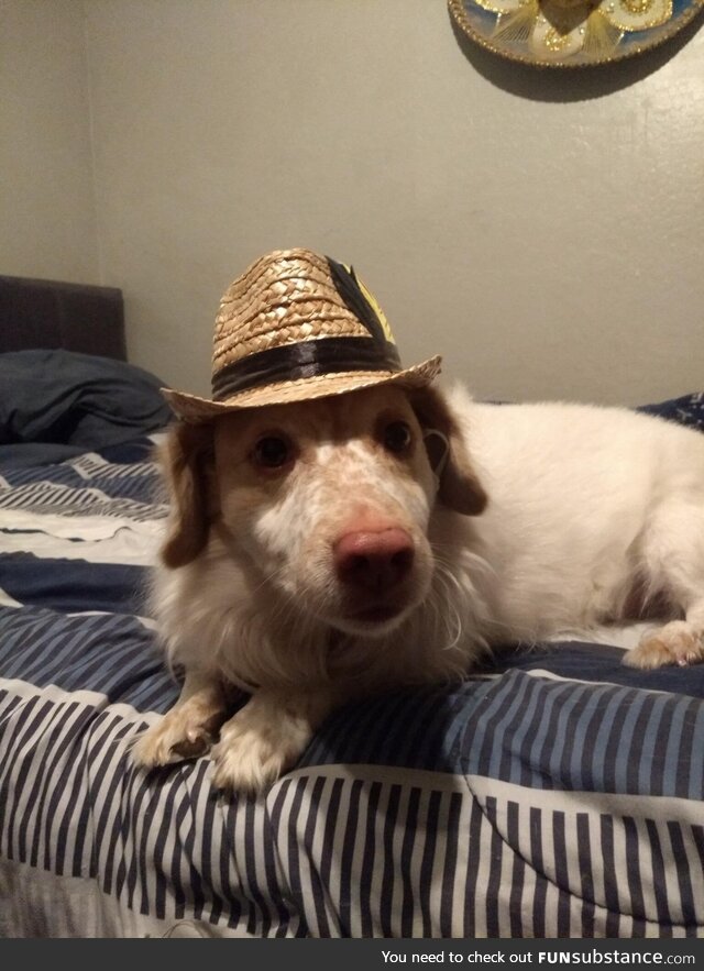 Porkchop says hello
