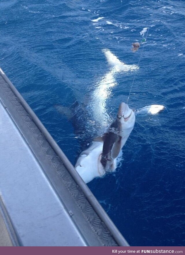 Shark that gets hooked is eaten by a bigger shark