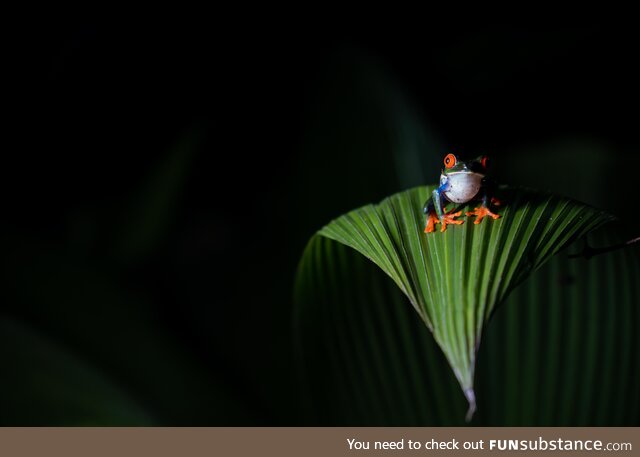 Red eyed tree frog