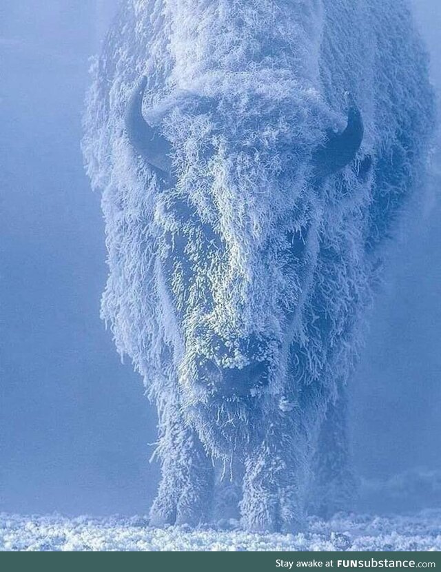 Bison at 35 below zero. Yellowstone National Park, USA. Photo by Tom Murphy