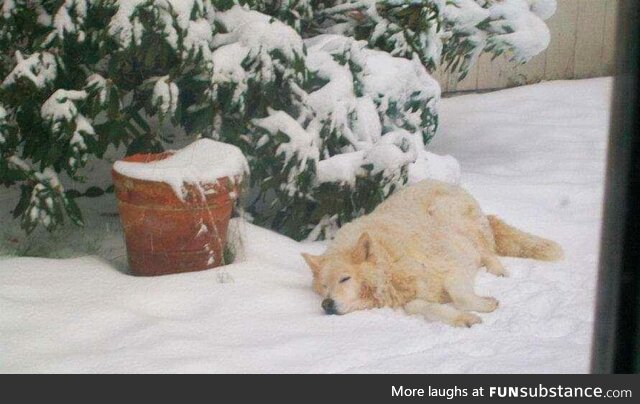 Wolf, husky, white shepard