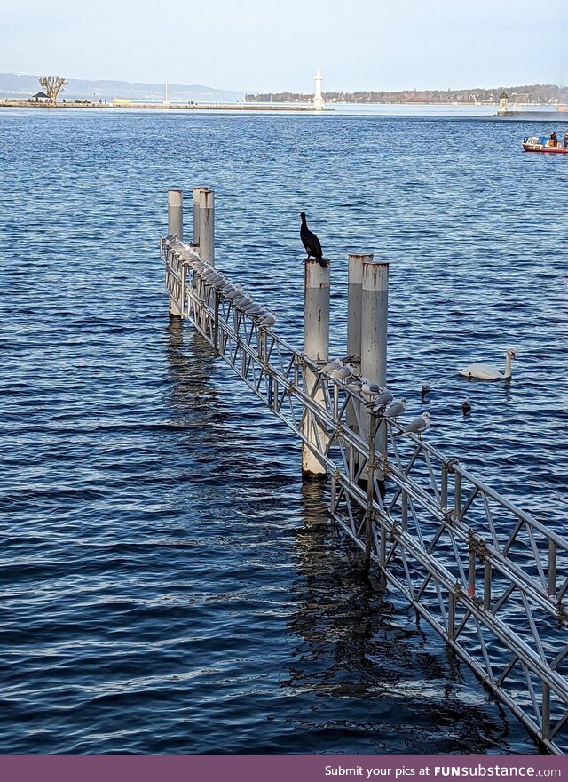 The seagulls are ready at the starting block