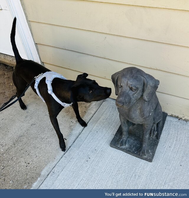 Dog conference, Yardley, PA, USA