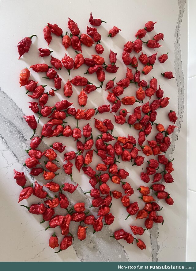 Carolina reapers harvested today from ONE plant