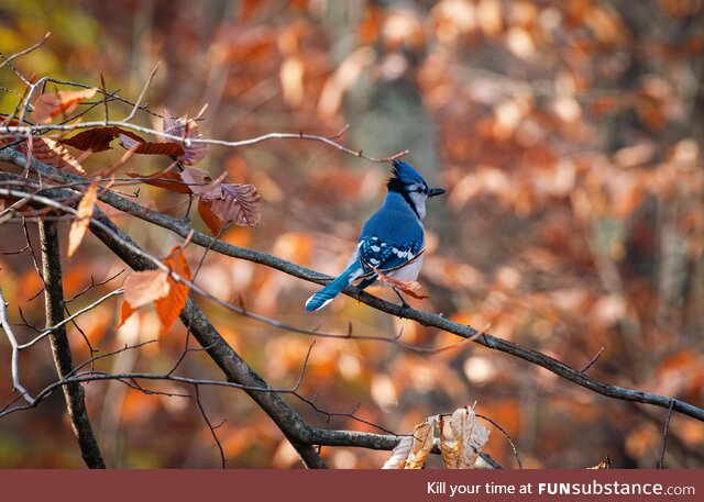 Blue jay